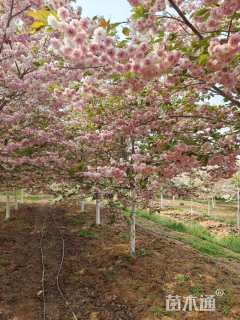 5公分普贤象樱花