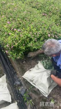 高度30厘米绣线菊