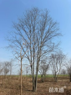 10公分(5杆)丛生朴树