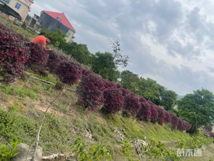 冠幅100厘米红花继木球