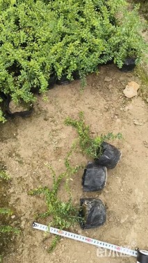 高度10厘米亮绿忍冬