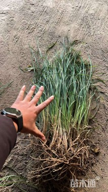 高度355厘米细叶麦冬草