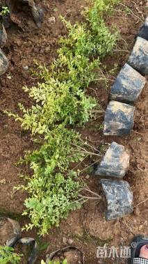 高度11厘米亮晶女贞小苗