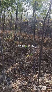 高度150厘米朴树小苗