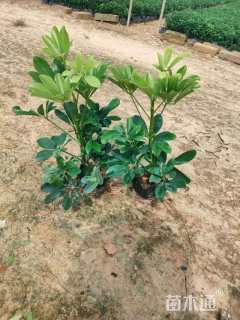 高度30厘米鸭脚木