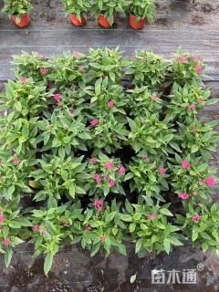 高度20厘米五星花