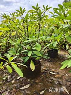 高度110厘米结香球