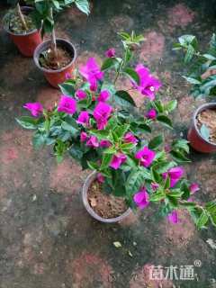 高度35厘米三角梅