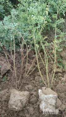 高度50厘米黄刺玫