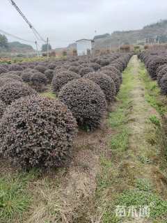 冠幅120厘米红花继木球