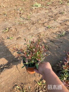 高度25厘米红花山桃草