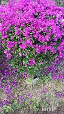 冠幅120厘米三角梅球