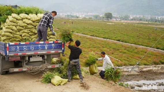 高度40厘米南天竹小苗