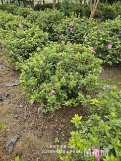 高度120厘米杜鹃