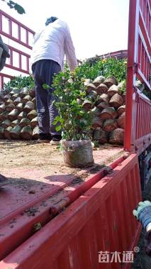 高度50厘米月季