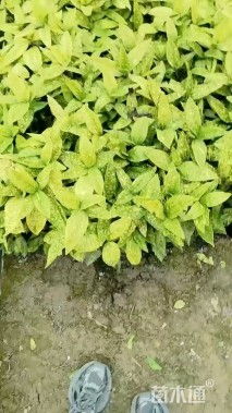 高度40厘米洒金珊瑚