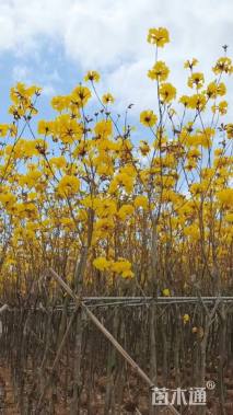 3公分黄花风铃木
