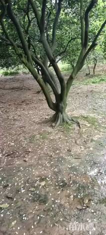 高度450厘米丛生胡柚