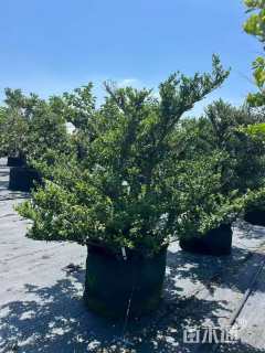 高度80厘米滨柃