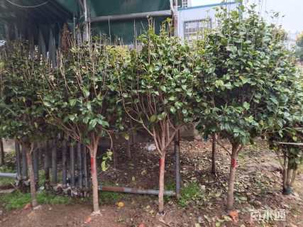 高度300厘米茶花