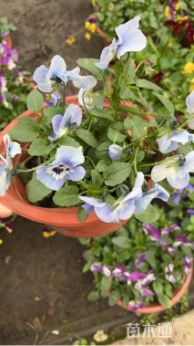 高度10厘米角堇