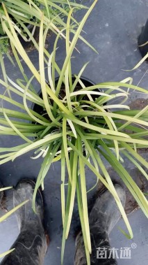 高度30厘米麦冬