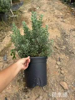 高度30厘米玉芙蓉