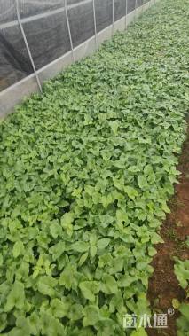 高度30厘米春羽