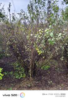 高度250厘米丛生榆叶梅