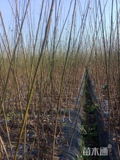 高度100厘米红梅小苗