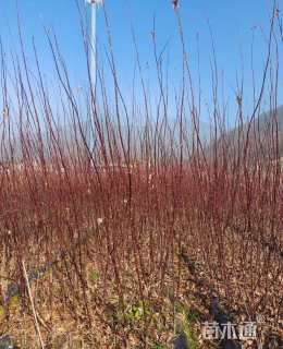 0.2公分日本红枫