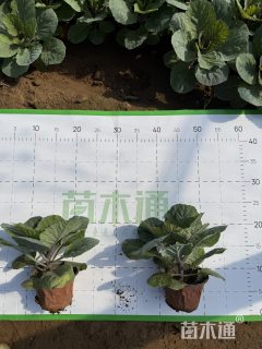 高度22厘米羽衣甘蓝