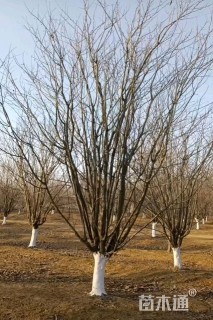 23公分西府海棠