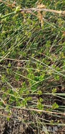 高度40厘米迎春花