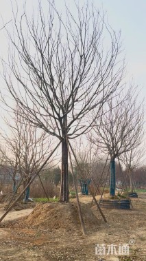 35公分朴树