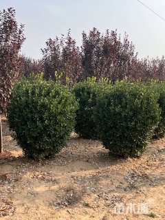 冠幅80厘米大叶黄杨球