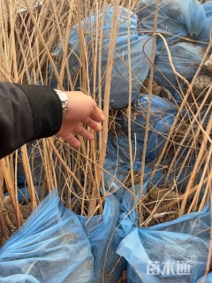 高度120厘米胡枝子