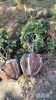 冠幅80厘米红花继木球