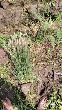 高度10厘米小兔子狼尾草