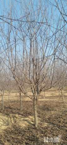 10公分垂丝海棠