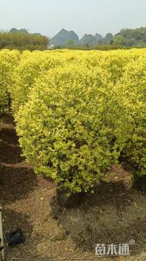 冠幅100厘米金叶女贞球