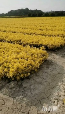 高度30厘米黄金枸骨