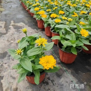 高度35厘米百日草