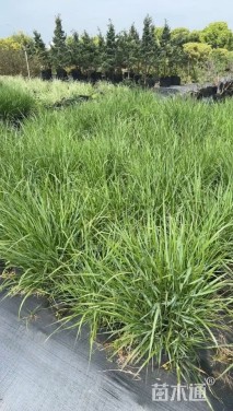 高度50厘米柳枝稷