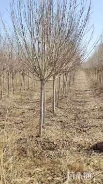 高度240厘米木槿