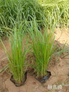 高度40厘米狼尾草