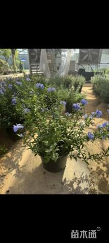 高度20厘米蓝雪花