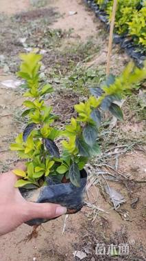 高度18厘米金叶假连翘