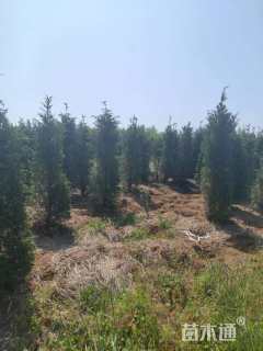 高度250厘米塔柏