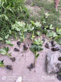 高度30厘米八角金盘